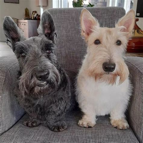 32 Amazing Scottish Terrier Mixes The Scots Would Love - The Goody Pet