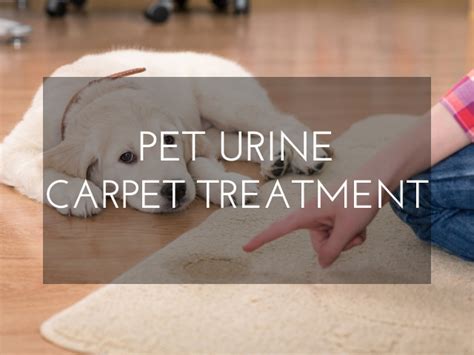 Pet Urine Carpet Treatment | West Island Carpet Cleaning