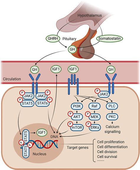 Frontiers | A Balanced Act: The Effects of GH–GHR–IGF1 Axis on Mitochondrial Function