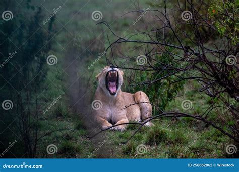 Close-up View of a Female Asiatic Lion Roaring while Laying in the ...