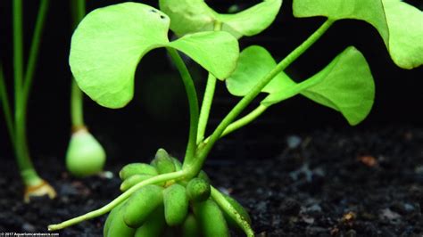 Aquarium Banana Plant: Care, Tubers, Roots & Planting