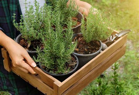 How To Plant & Grow Rosemary: Types, Harvesting & FAQ's