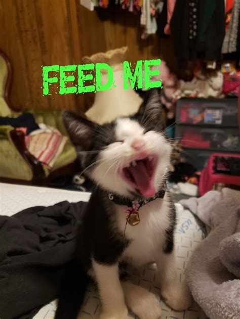 Feed me | Cat memes, Kittens, Animals