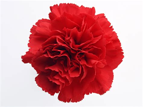 Red Carnation