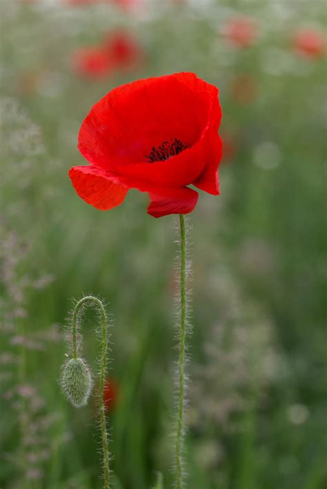 Share 71+ poppy flower wallpaper best - in.cdgdbentre