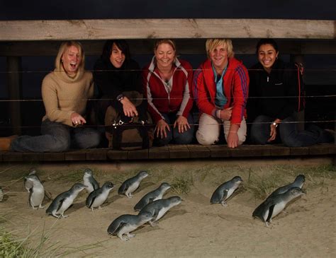 Phillip Island Penguin Parade & Wildlife Adventure Tour