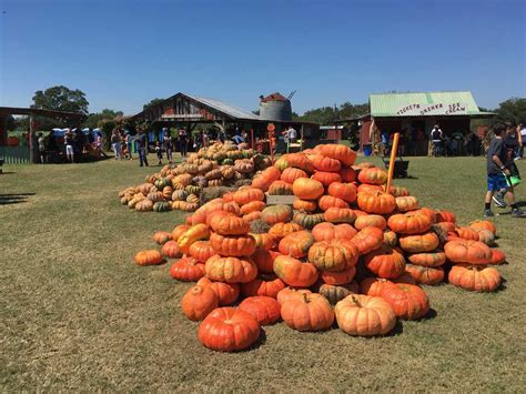 pumpkin patch sweet berry farm - Willow Point Resort