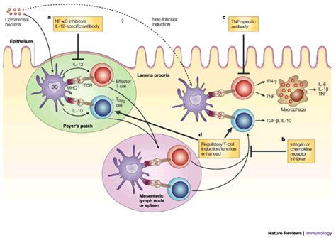 Figure 5 : The immunological and genetic basis of inflammatory bowel disease : Nature Reviews ...