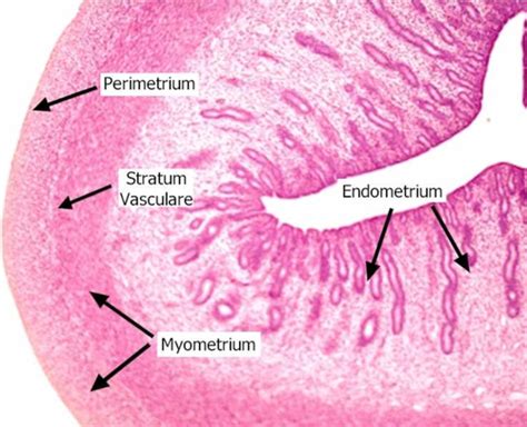 Exercise 49: Histology of Female reproductive system Flashcards | Quizlet