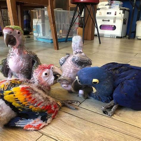 Baby Parrots For Sale - Terry's Parrot Farm