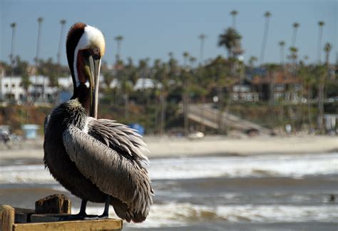 Free Images : coast, nature, bird, animal, pelican, pier, seabird, wildlife, beak, california ...