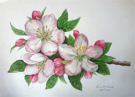 apple blossom tree art - Google Search | Flower art drawing, Blossoms art, Flower drawing