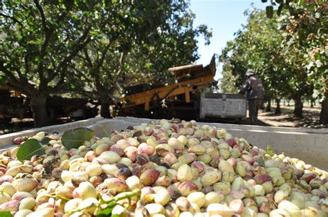 Pistachio Harvest | Pistachio nutrition, Harvest, Pistachio