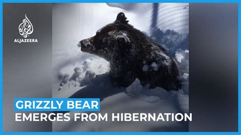 Grizzly bear emerging from hibernation caught on video : natureismetal