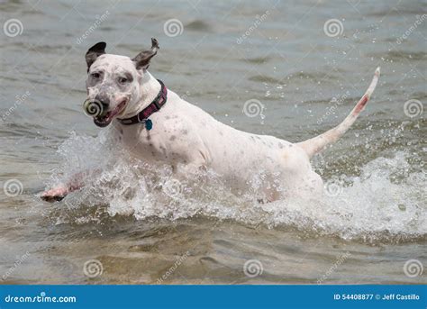 Dog with ball in water stock image. Image of fetch, ball - 54408877