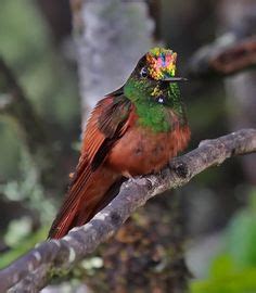 14 Beautiful Rainbow Starfrontlet Hummingbird Photography ideas | hummingbirds photography ...