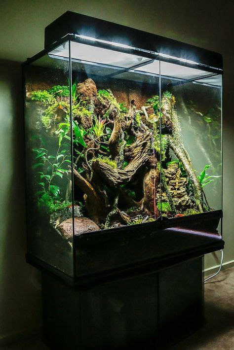 12 Best tree frog terrarium images | Frog terrarium, Tree frog terrarium, Reptile terrarium