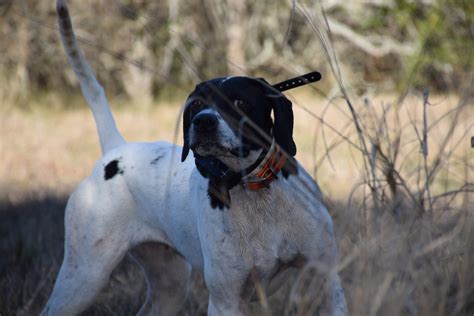 South Texas Quail Hunts | Guided Texas Quail Hunting Hill Country