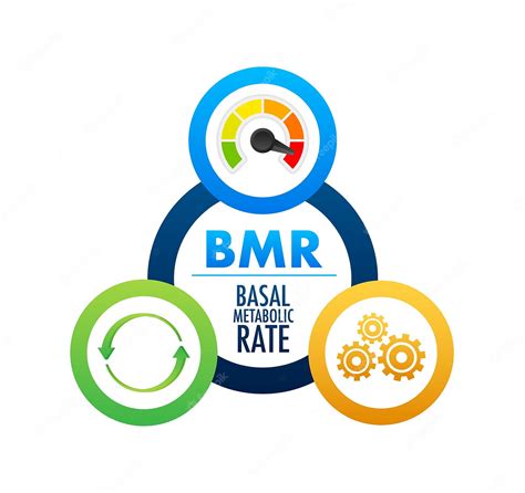 The Harris Benedict Equation: Understanding Your Basal Metabolic Rate