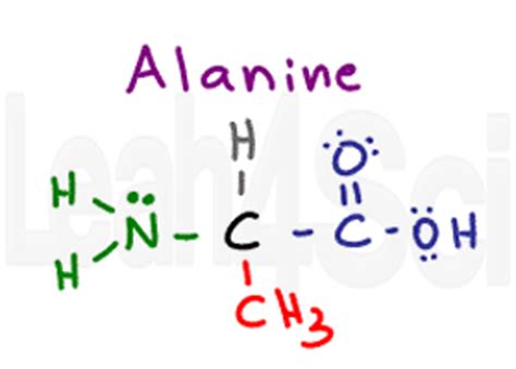 Understanding Amino Acid Side Chain Characteristics for the MCAT