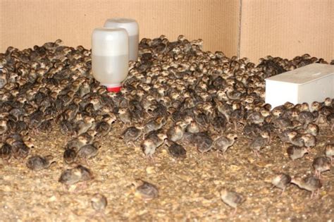 Quail farming | Local | thetandd.com