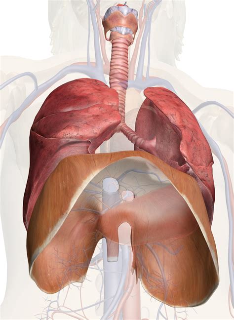 Diaphragm Muscle: Anatomy, Respiration, & Hiccups