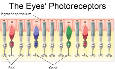 Explainer: How our eyes make sense of light | Science News for Students