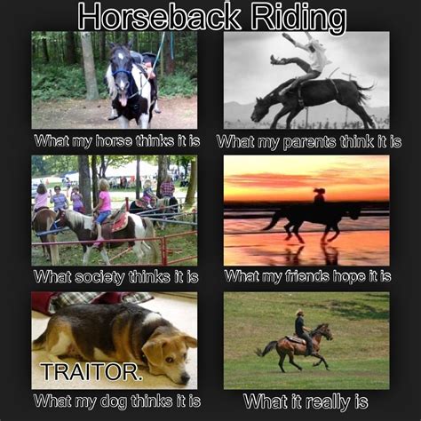 I Love Mares Equestrian Memes Funny Horses Horses - vrogue.co