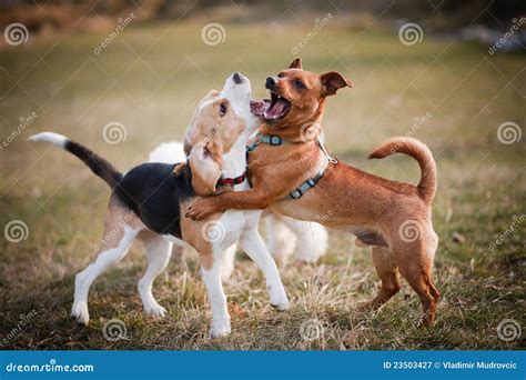 Beagle puppy playing stock image. Image of nature, tricolor - 23503427