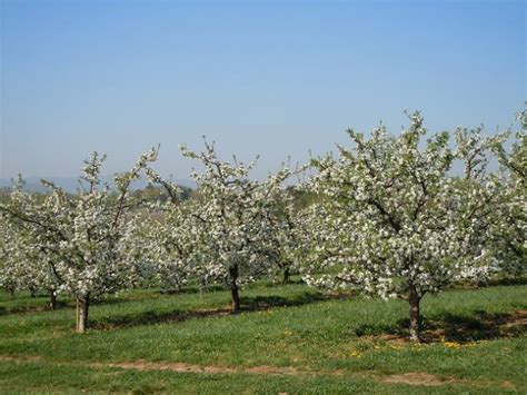 Timing of Apple Tree Bloom – Apples