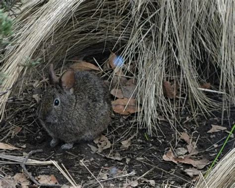 Volcano Rabbit - Facts, Diet, Habitat & Pictures on Animalia.bio