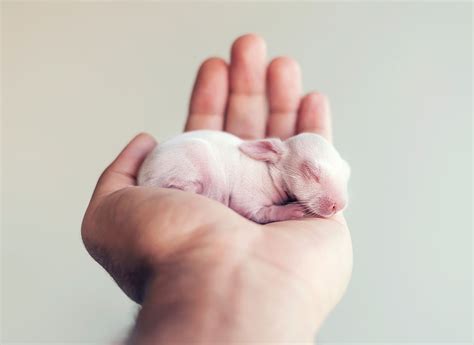 Ce bébé lapin est tellement mignon que vous allez vouloir le même ! | So Busy Girls