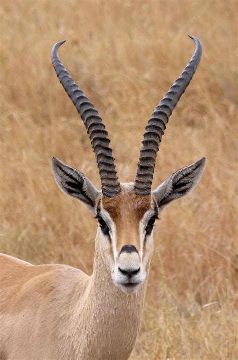 vector gazelle - Google Search | Majestic animals, Animals wild, Gazelle