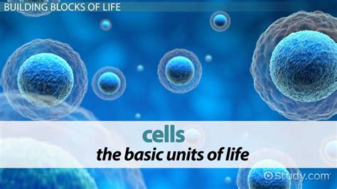 definition of cell