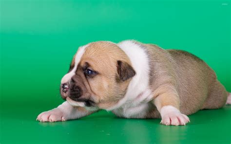 Cute fat puppy wallpaper - Animal wallpapers - #47394