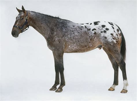 Appaloosa Horse Breed Profile