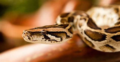 Burmese Python - A-Z Animals