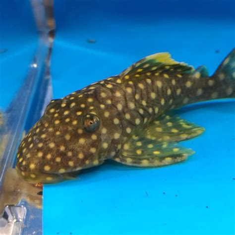 Gold nugget pleco for sale - Exotic Fish Shop - 774-400-4598