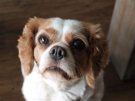 5 Illnesses Cavalier King Charles Spaniels Often Have | PETA