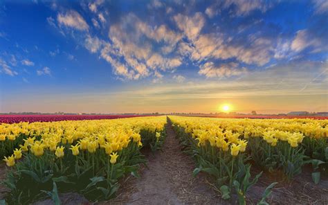 Tulips Flowers Dutch Spring Wallpapers - Wallpaper Cave