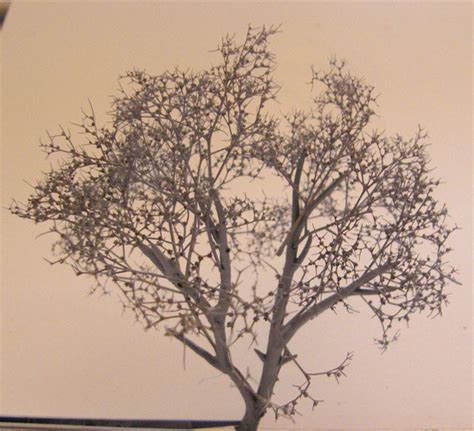 What are the best N scale trees? - page 2 - N and Z Scales - TheRailwire