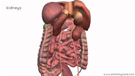 Peritoneal Cavity - Part 4 - Intraperitoneal and Retroperitoneal Organs - Anatomy Tutorial - YouTube