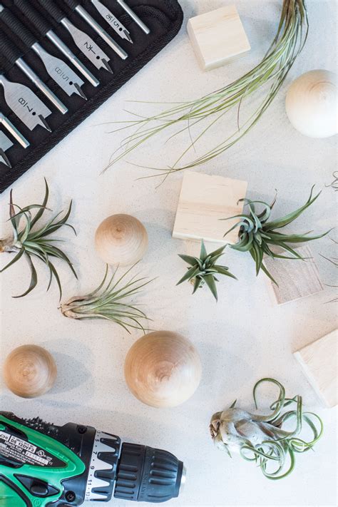 DIY Air Plant Holders | A Night Owl Blog