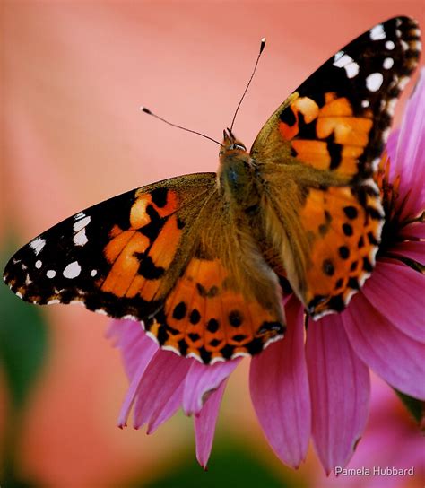 " Painted Lady Butterfly" by Pamela Hubbard | Redbubble