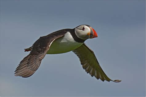 Flying Atlantic Puffin Foto & Bild | natur, tiere, vögel Bilder auf fotocommunity