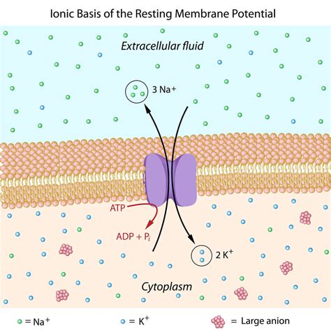 [DIAGRAM] Diagram Of Membrane Potential - MYDIAGRAM.ONLINE