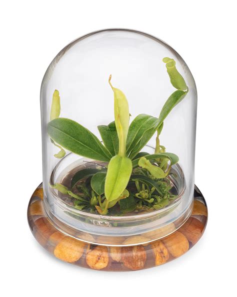 Live Pitcher Plant Terrarium, Nepenthes Tobaica with Moss, Must-have H ...