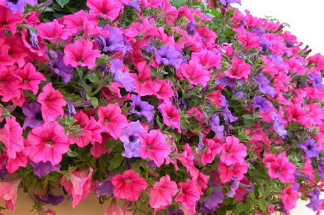 Romantic Flowers: Petunia Flowers