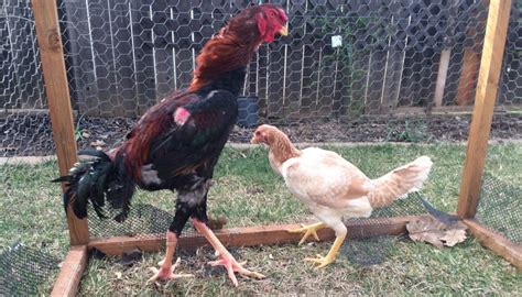 10 of the Tallest Chicken Breeds for the Garden