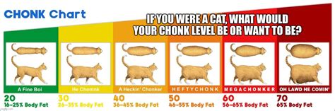 Cat Chonk Chart Imgflip, 51% OFF | www.elevate.in